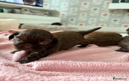 Shih Tzu dogs for sale: KC reg, 2 left! Potential blondes in Tamworth - Image 37