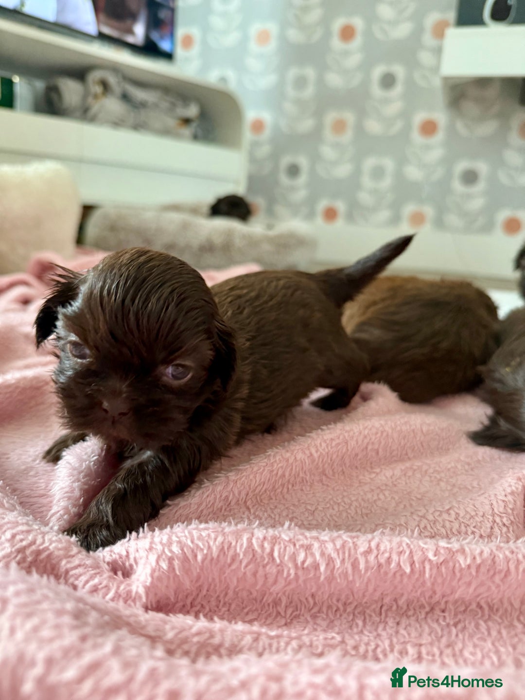 Shih Tzu dogs for sale: KC reg, 2 left! Potential blondes in Tamworth - Image 37