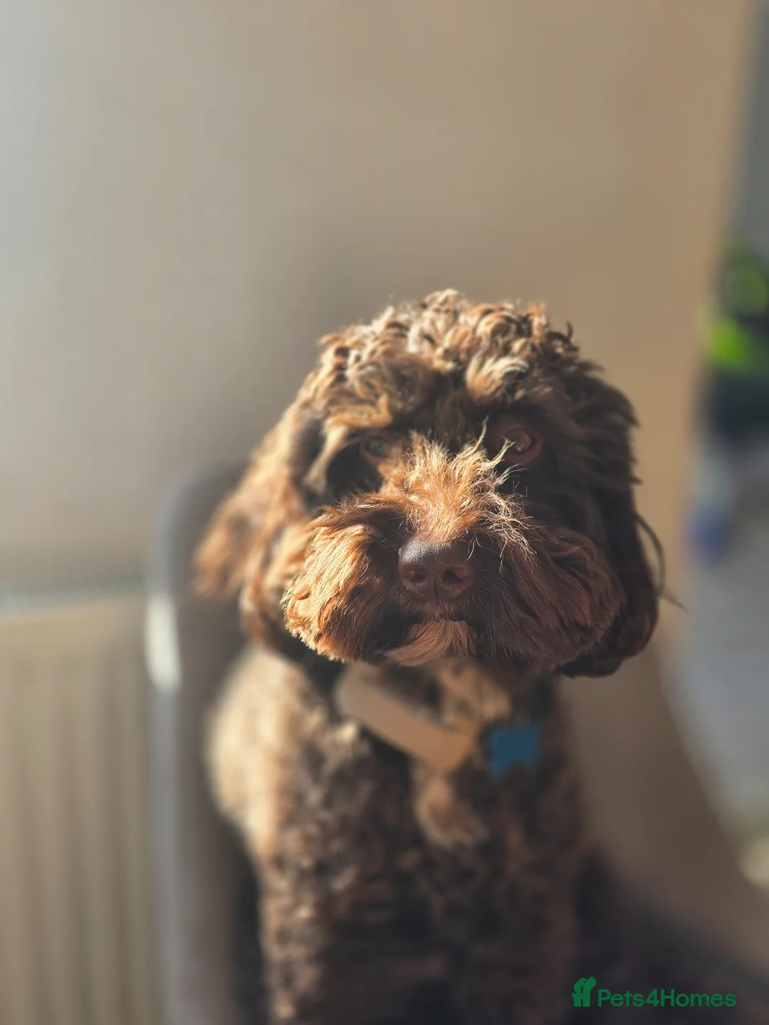 Cockapoo dogs for stud: Exceptional Chocolate F1 Cockapoo Stud North Essex in Colchester - Advert 4