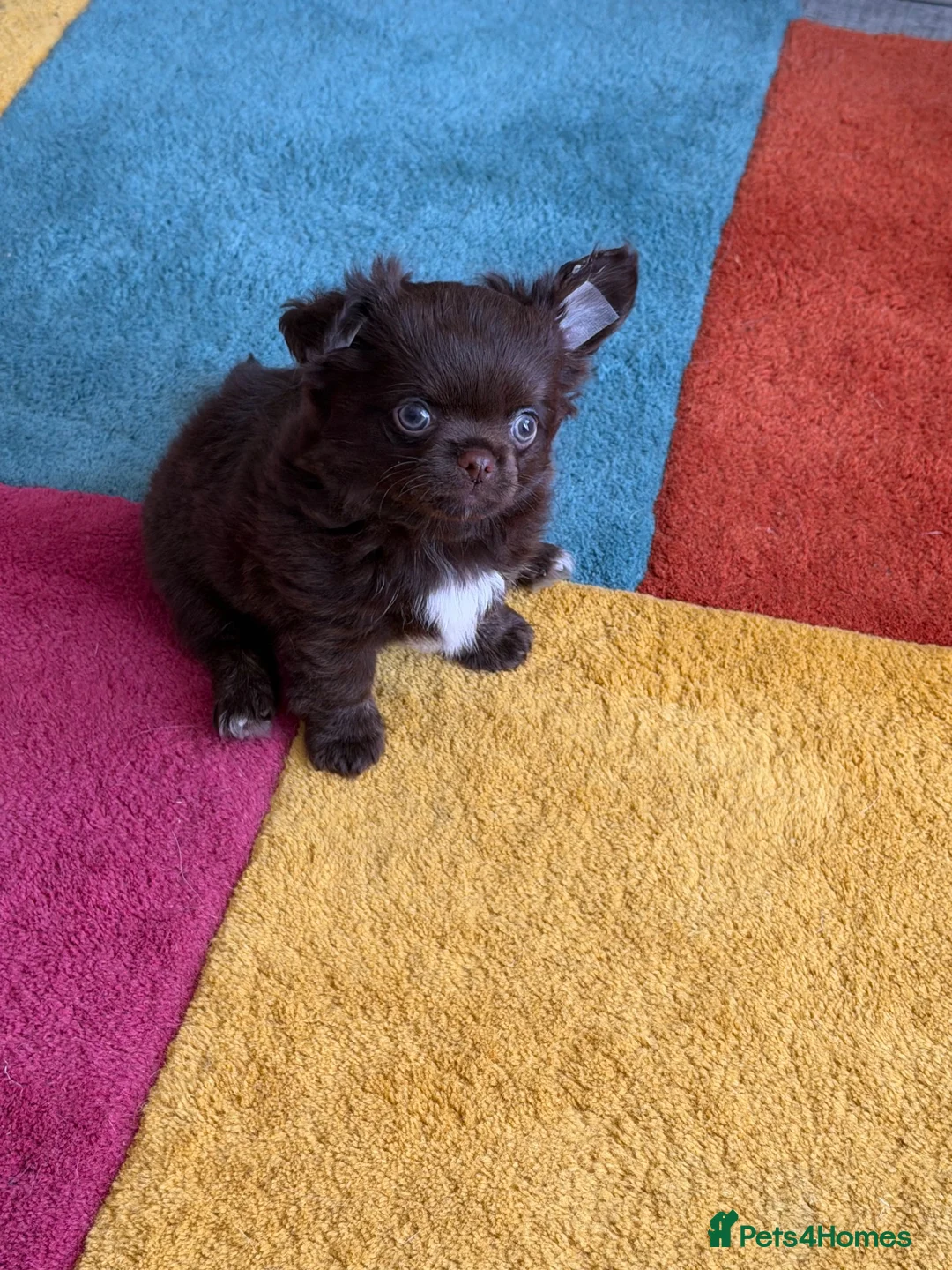 Chihuahua dogs for sale: Beautiful chocolate long-coat boy 🍎  - Advert 2