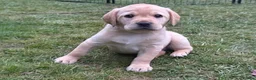 Labrador Retriever dogs for sale: Gorgeous Yellow Labrador Retriever, KC Reg HC - Advert 2