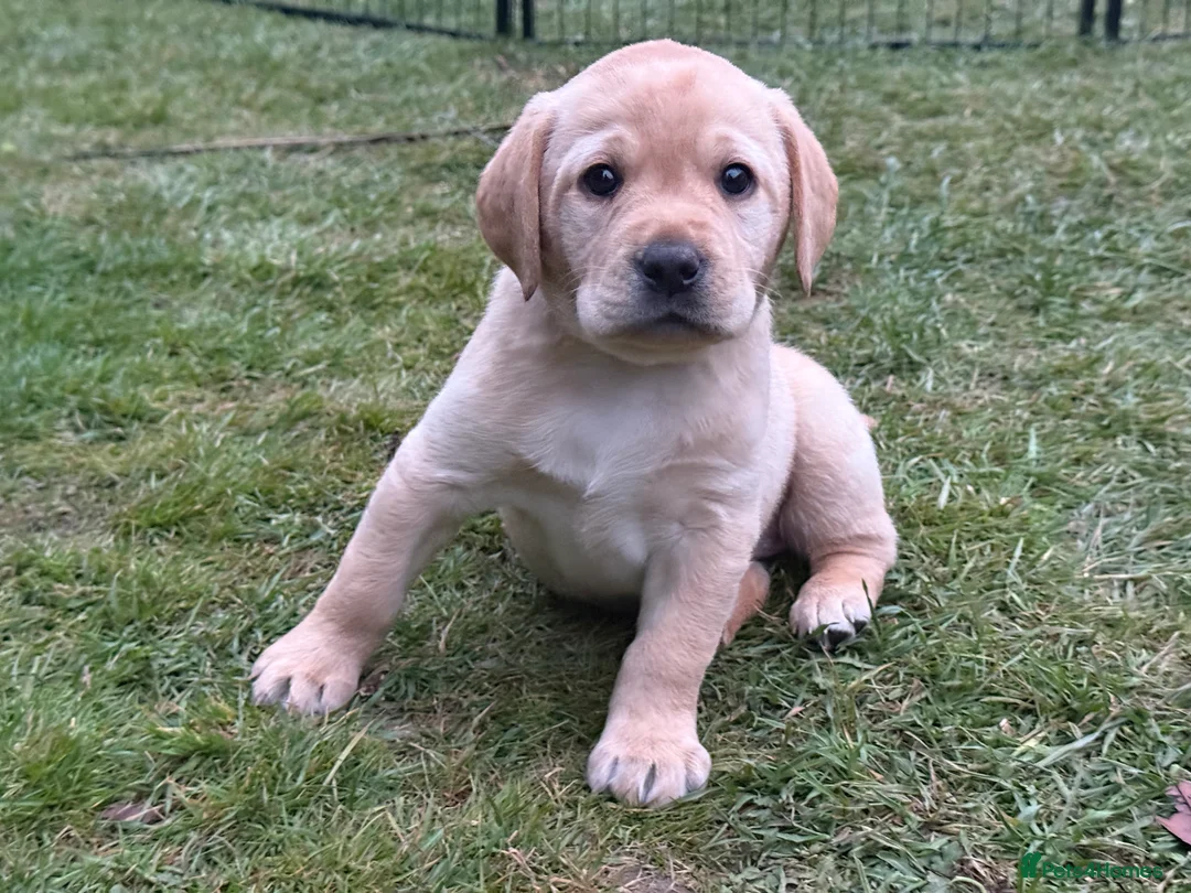Labrador Retriever dogs for sale: Gorgeous Yellow Labrador Retriever, KC Reg HC - Advert 2