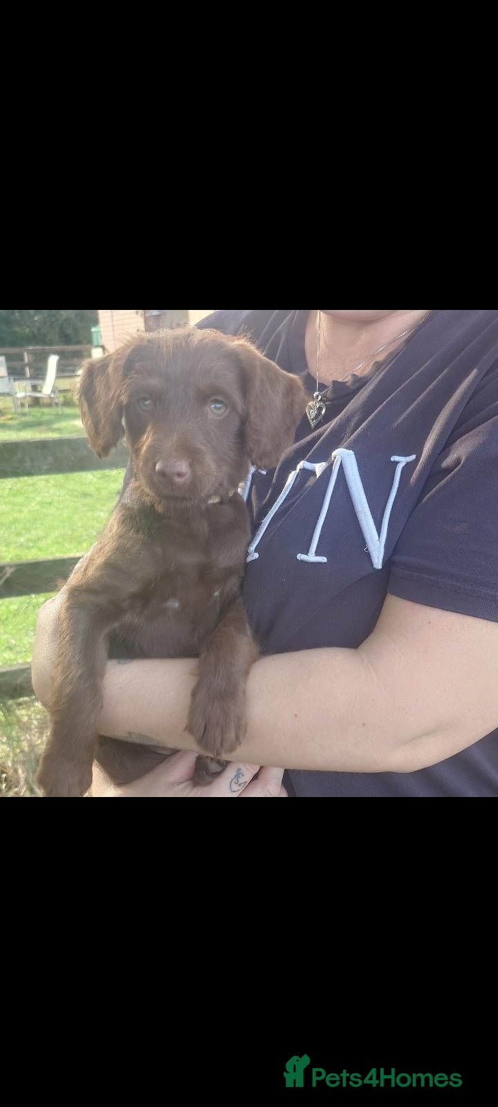Mixed Breed dogs Ready for new homes Adorable Patterpoos - Advert 18