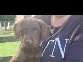 Mixed Breed dogs Ready for new homes Adorable Patterpoos - Advert 18