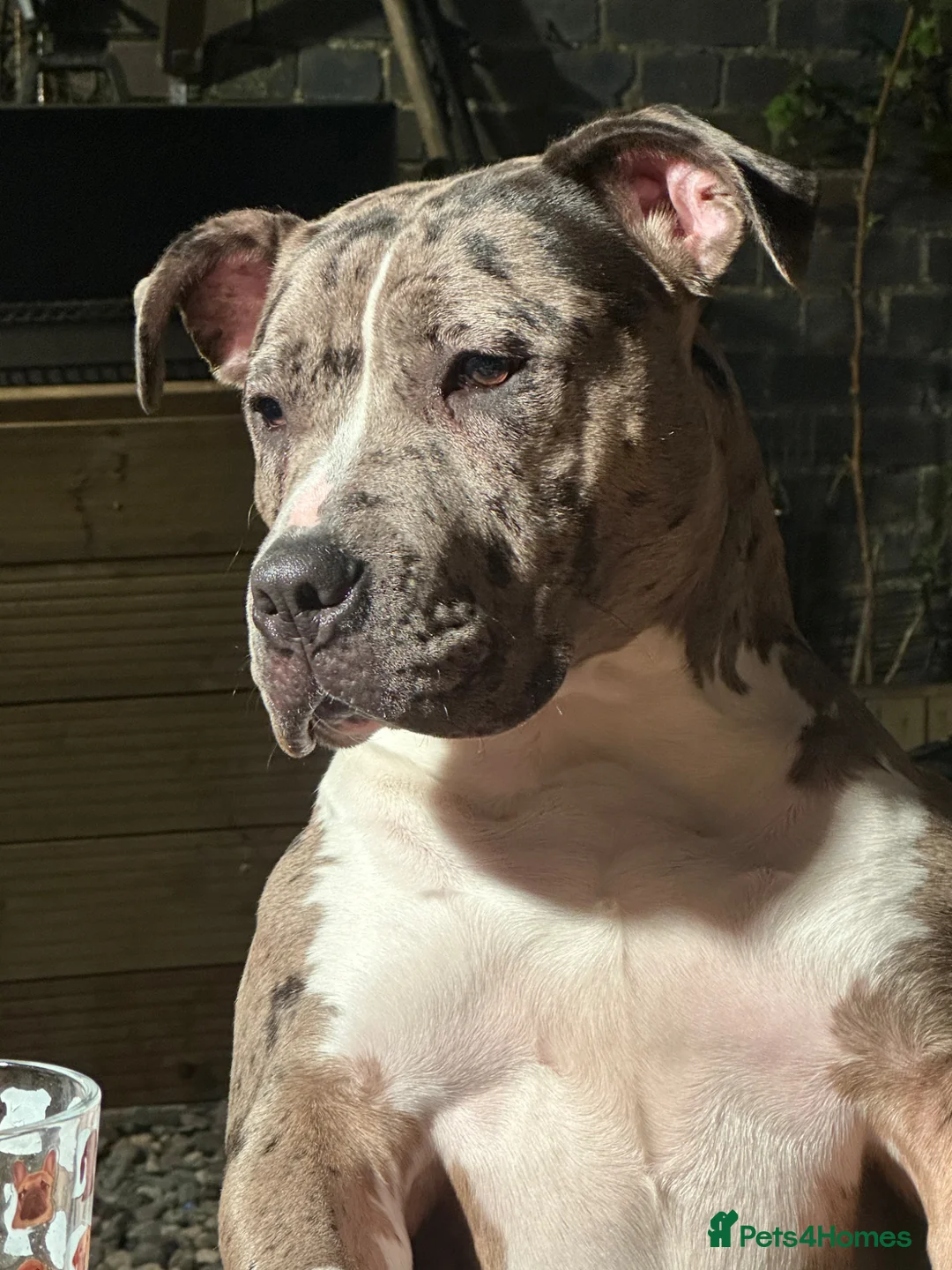 Staffordshire Bull Terrier dogs for sale: Staffordshire bull terrier for sale  - Advert 4