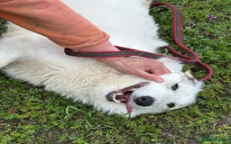 Mixed Breed dogs for adoption: Elena - Marlborough Wiltshire  - Advert 12