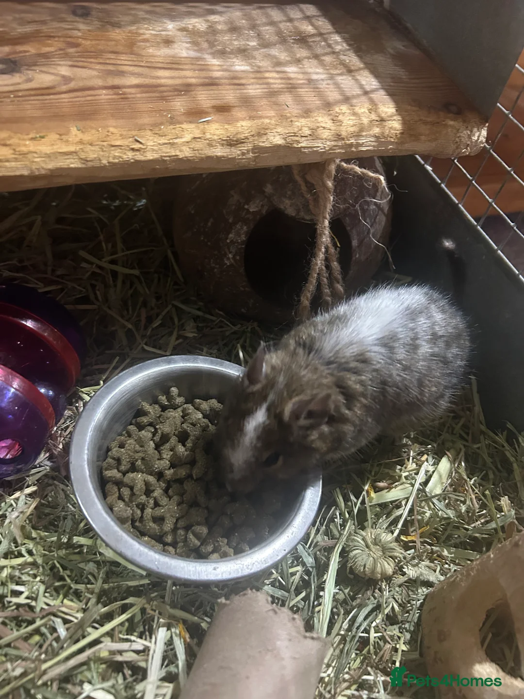 Degus rodents for sale: Pair of male bonded degus - Advert 1