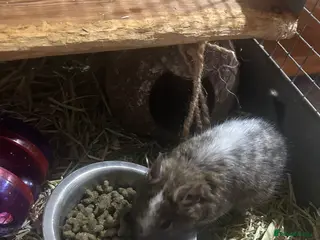 Degus rodents Pair of male bonded degus - Advert 1