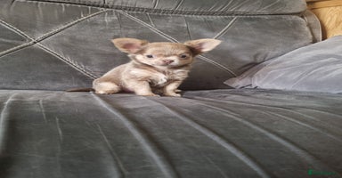 Chihuahua dogs - Advert 3