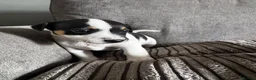 Jack Russell dogs for sale: Jack Russell  in Aylesford - Advert 2