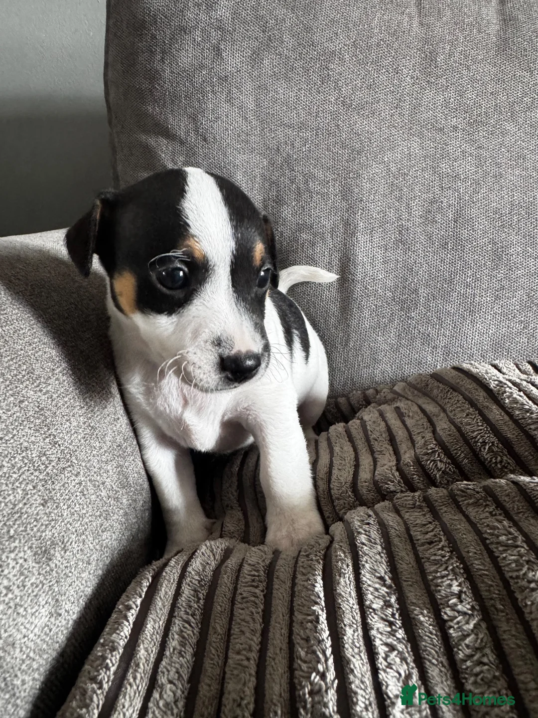 Jack Russell dogs for sale: Jack Russell  in Aylesford - Advert 2