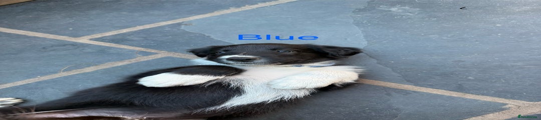 Blue coller