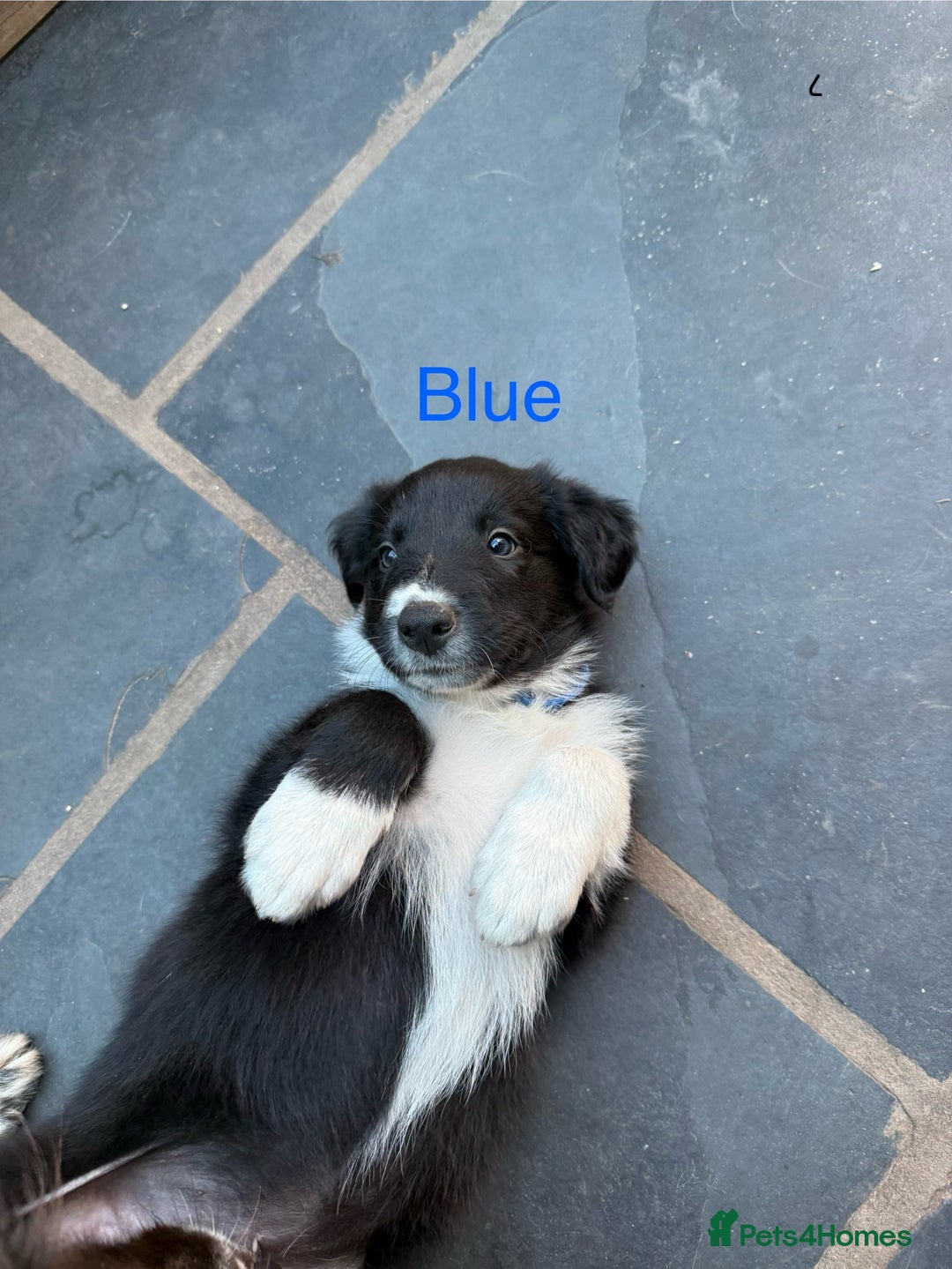 Mixed Breed dogs for sale: Border colllie/bearded collie pups  - Image 7