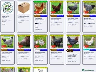 Chickens poultry Chickens for sale - Advert 1