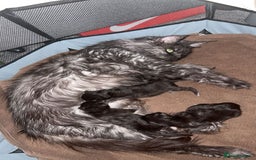 Maine Coon cats for sale: Stunning championship Maine coon black smoke - Image 10