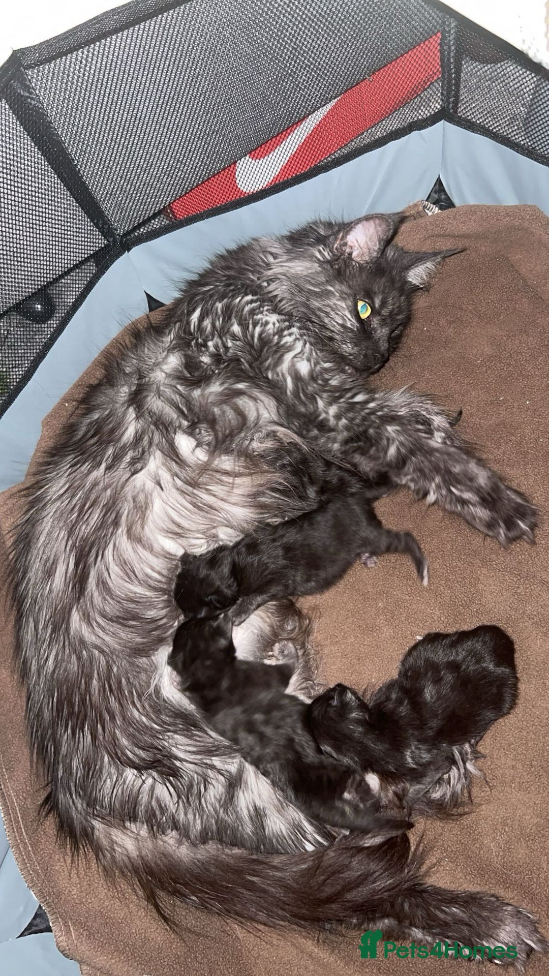 Maine Coon cats for sale: Stunning championship Maine coon black smoke - Image 10