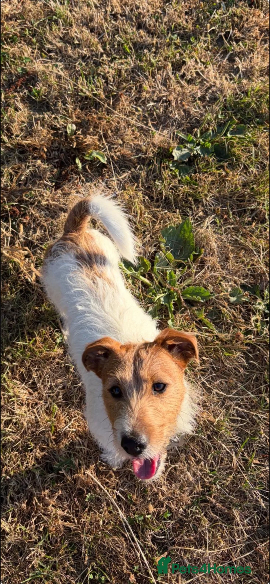 Jack Russell dogs for stud: STUD JACK RUSSELL in Crewkerne - Advert 2