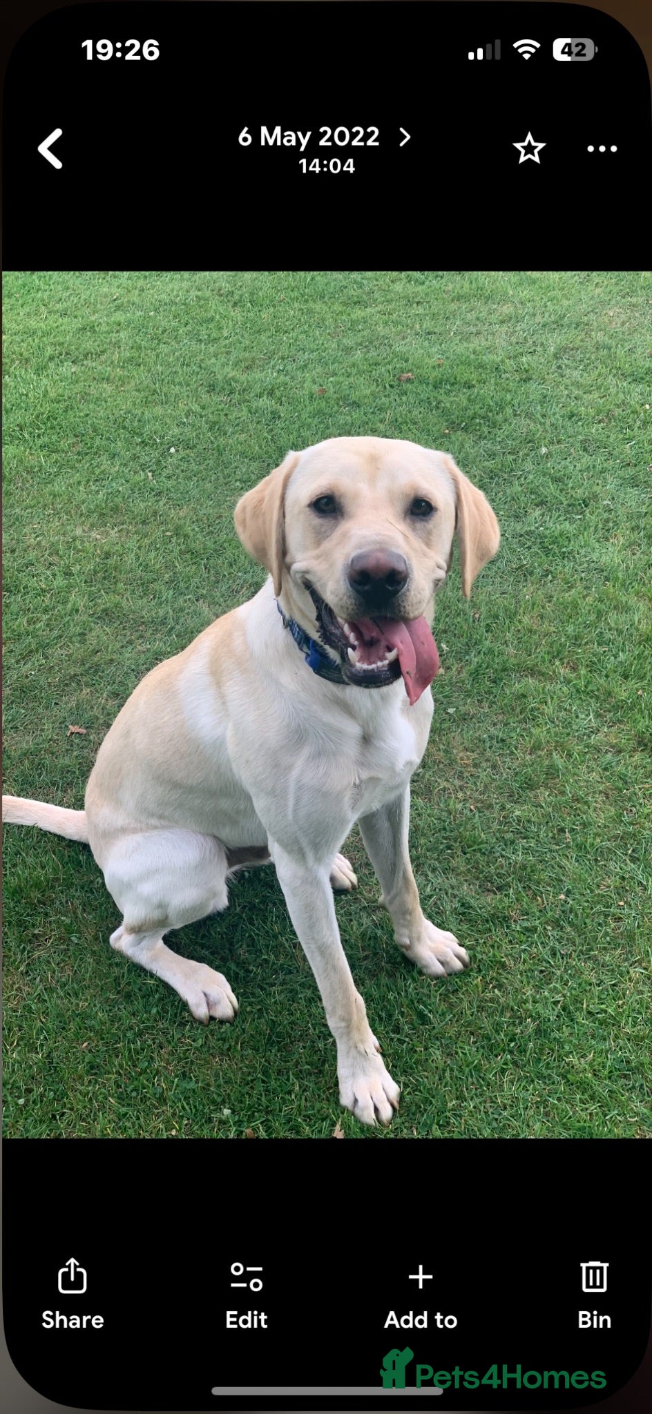 Labrador Retriever dogs Labrador retriever for stud  - Advert 5