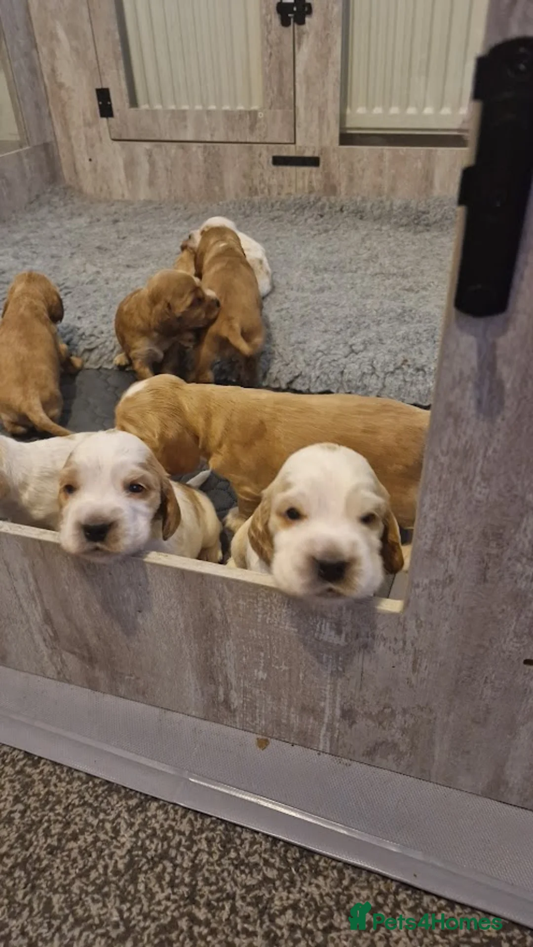 Cocker Spaniel dogs for sale: KC Show Cockers puppies available - Advert 2