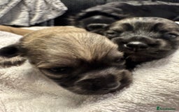 Chihuahua dogs for sale: Chihuahua puppies for sale - Image 14