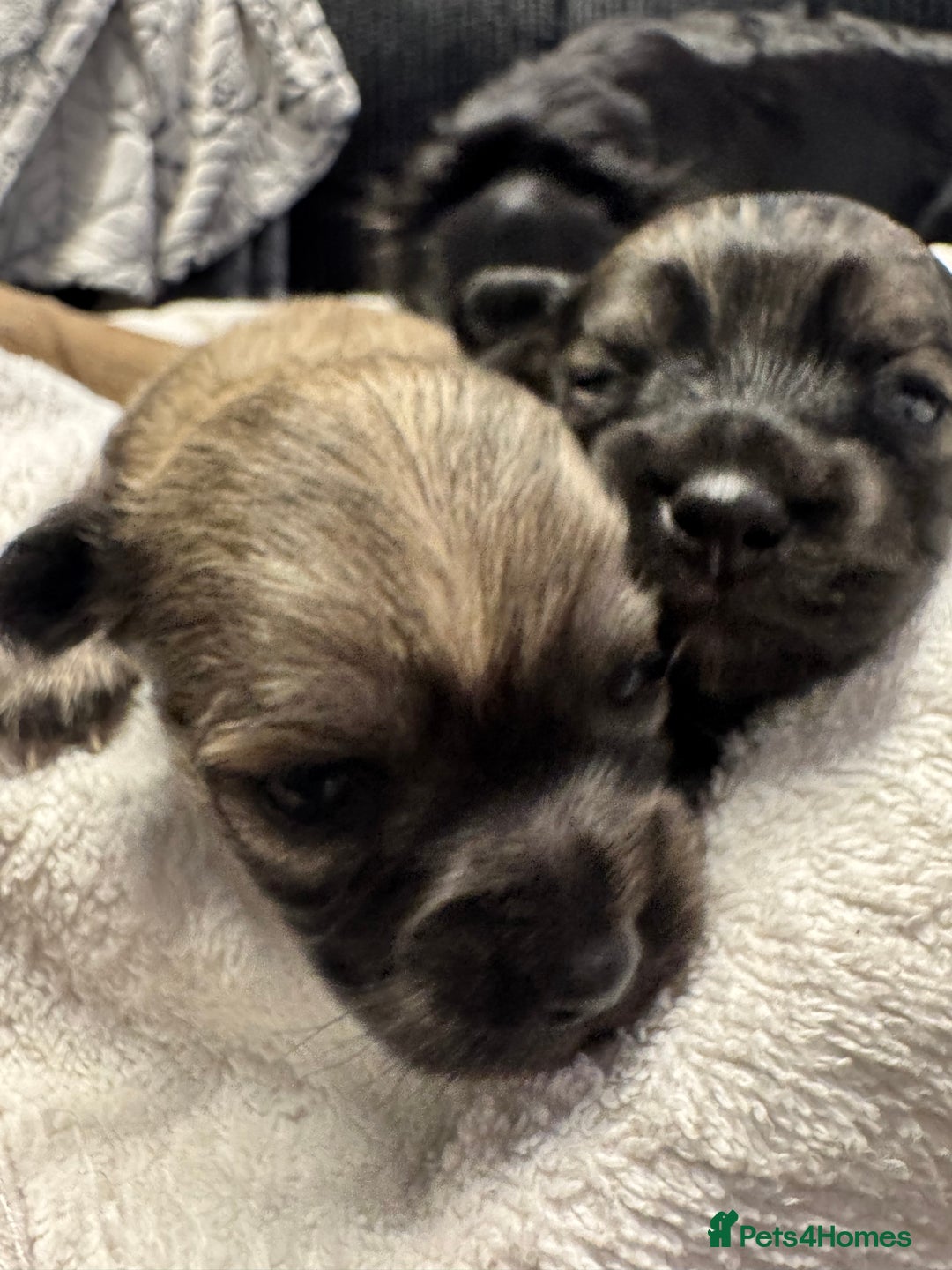 Chihuahua dogs for sale: Chihuahua puppies for sale - Image 14