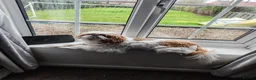 Shih Tzu dogs for sale: Heartbreaking rehome needed for Shih Tzu in Dereham - Advert 8