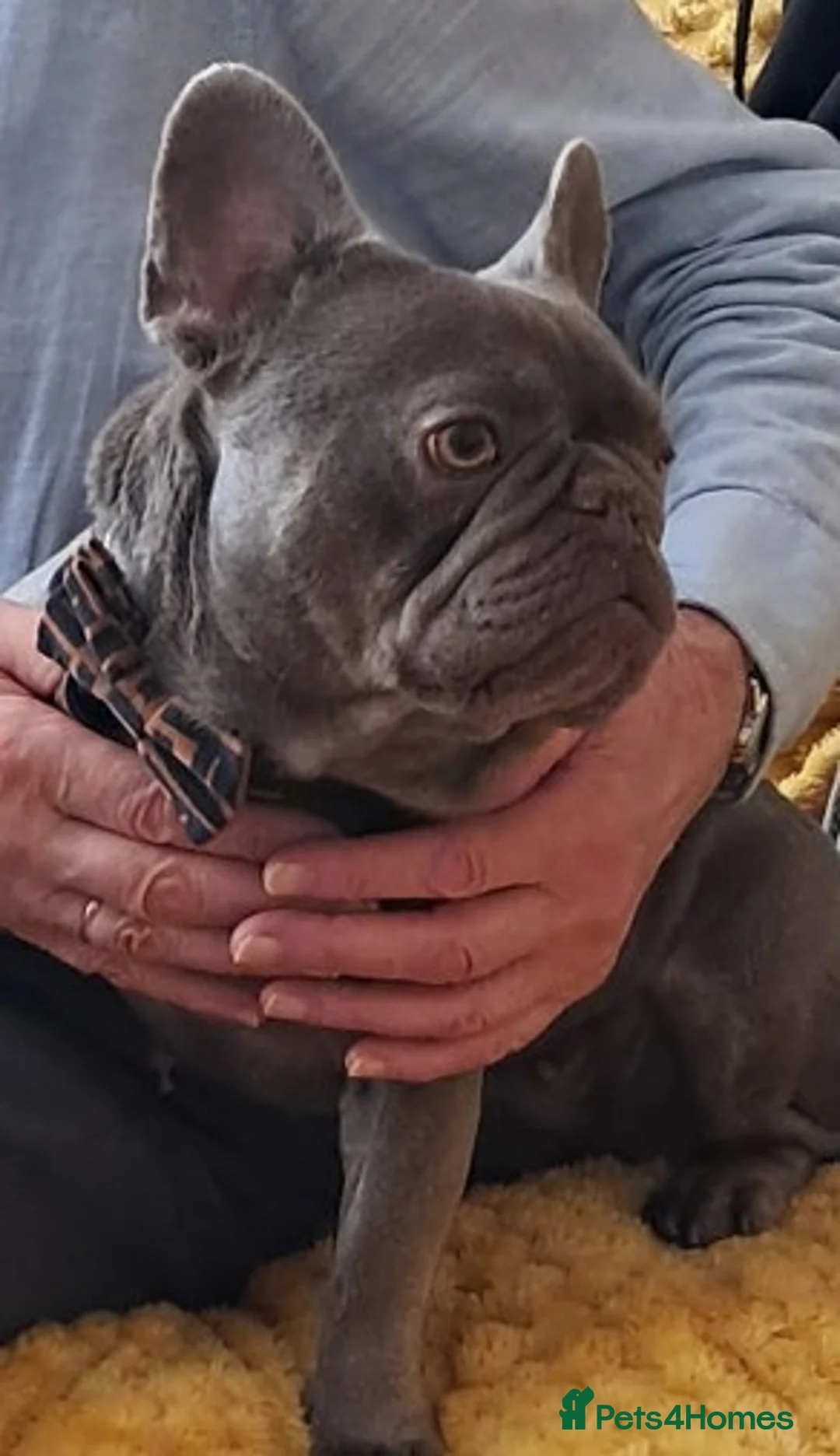 French Bulldog dogs for sale: Female French Bulldog in Oxford - Advert 5