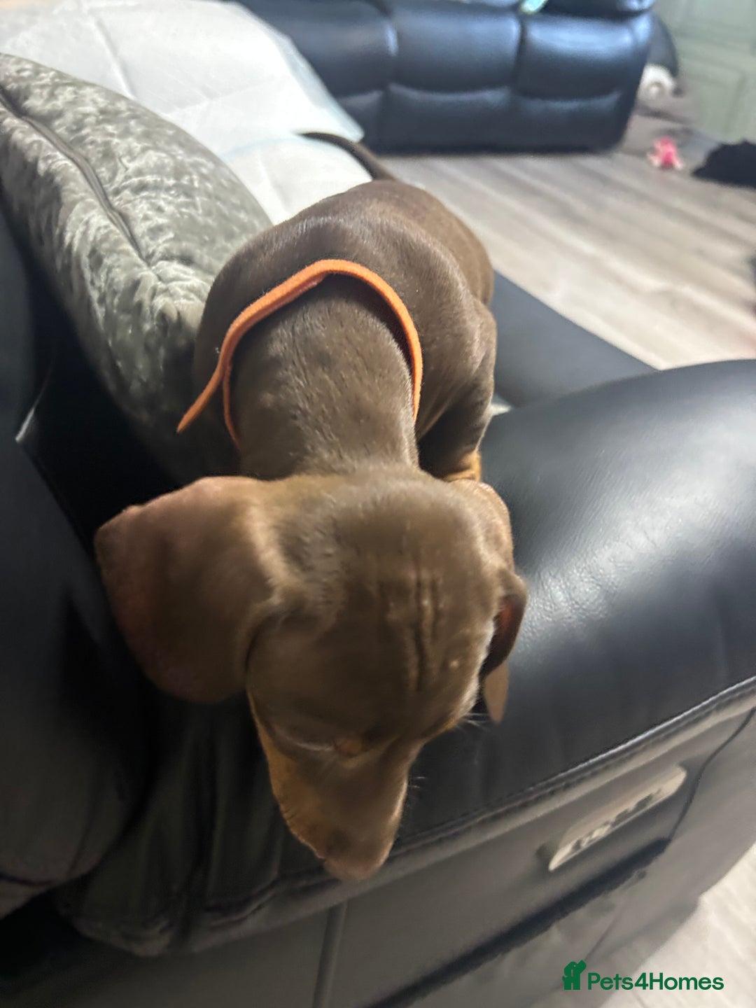 Miniature Dachshund dogs for sale: Beautiful Miniature Dachshunds  - Image 21