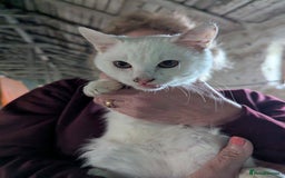 Mixed Breed cats for adoption: Banana for adoption - Advert 2