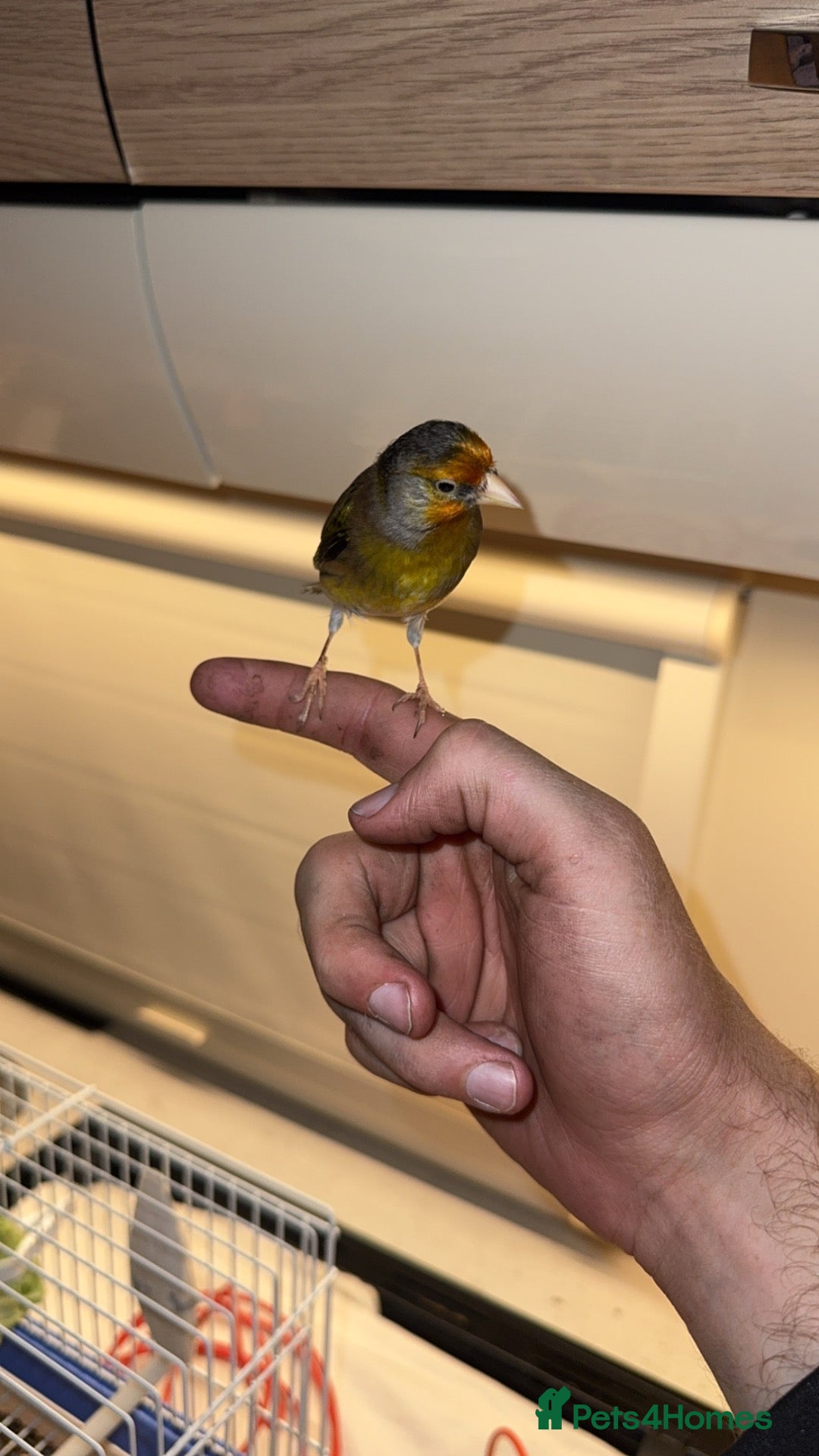 Mixed Breed birds for sale: Tame goldfinch mule  - Advert 1