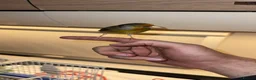 Mixed Breed birds for sale: Tame goldfinch mule  in Leeds - Advert 1