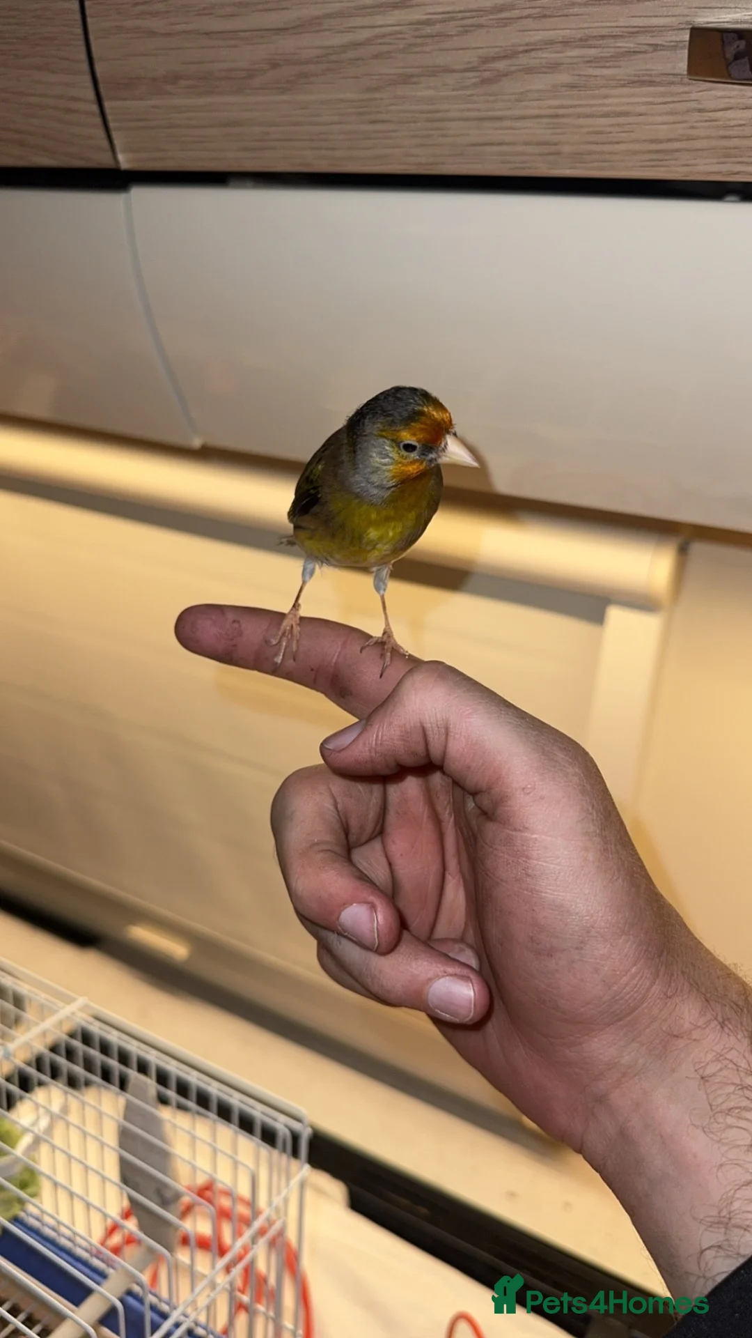 Mixed Breed birds for sale: Tame goldfinch mule  in Leeds - Advert 1