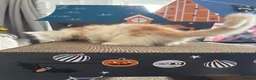 Maine Coon cats for sale: Beautiful mc kittens great personalities - Advert 11