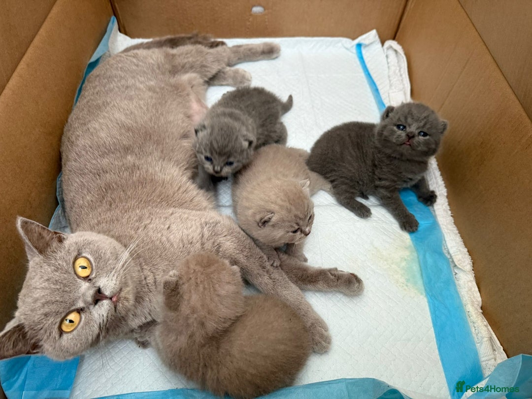 British Shorthair cats for sale: 4 adorable British Shorthair kittens - Advert 3