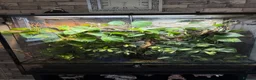 Chameleon reptiles for sale: Chameleon and full set up - Advert 1