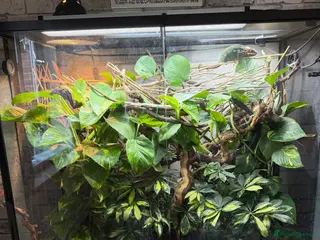 Chameleon reptiles Chameleon and full set up - Advert 1