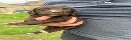 Sprocker dogs for sale: Sprocker girls  in Crewkerne - Advert 2