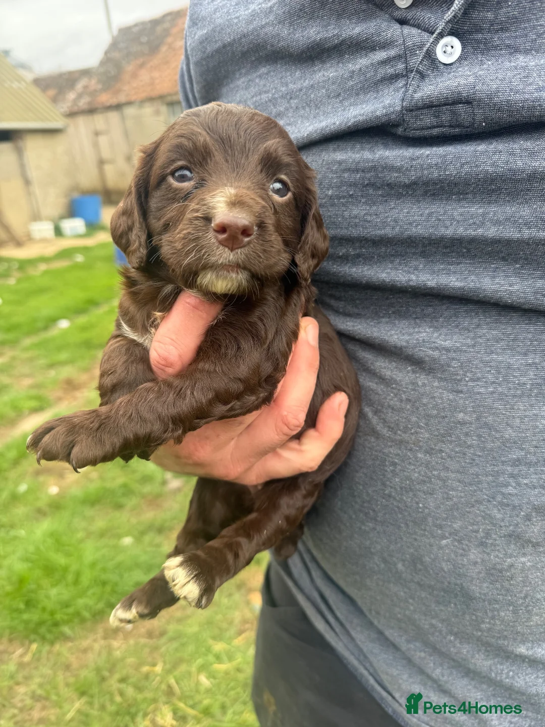 Sprocker dogs for sale: Sprocker girls  in Crewkerne - Advert 2
