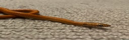 King Snake reptiles for sale: Apalachicola kingsnake - Advert 1