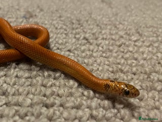 King Snake reptiles Apalachicola kingsnake - Advert 1