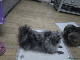 Pomeranian dogs 4 beautiful pomeranian - Advert 1