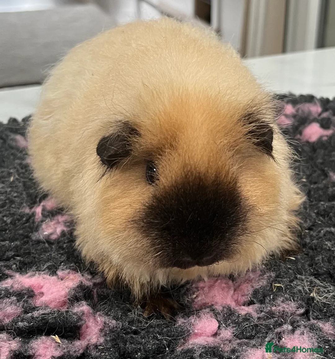 Guinea Pig rodents for sale: Sheltie (silky), coronet, Texel, Merino guinea pig - Advert 2