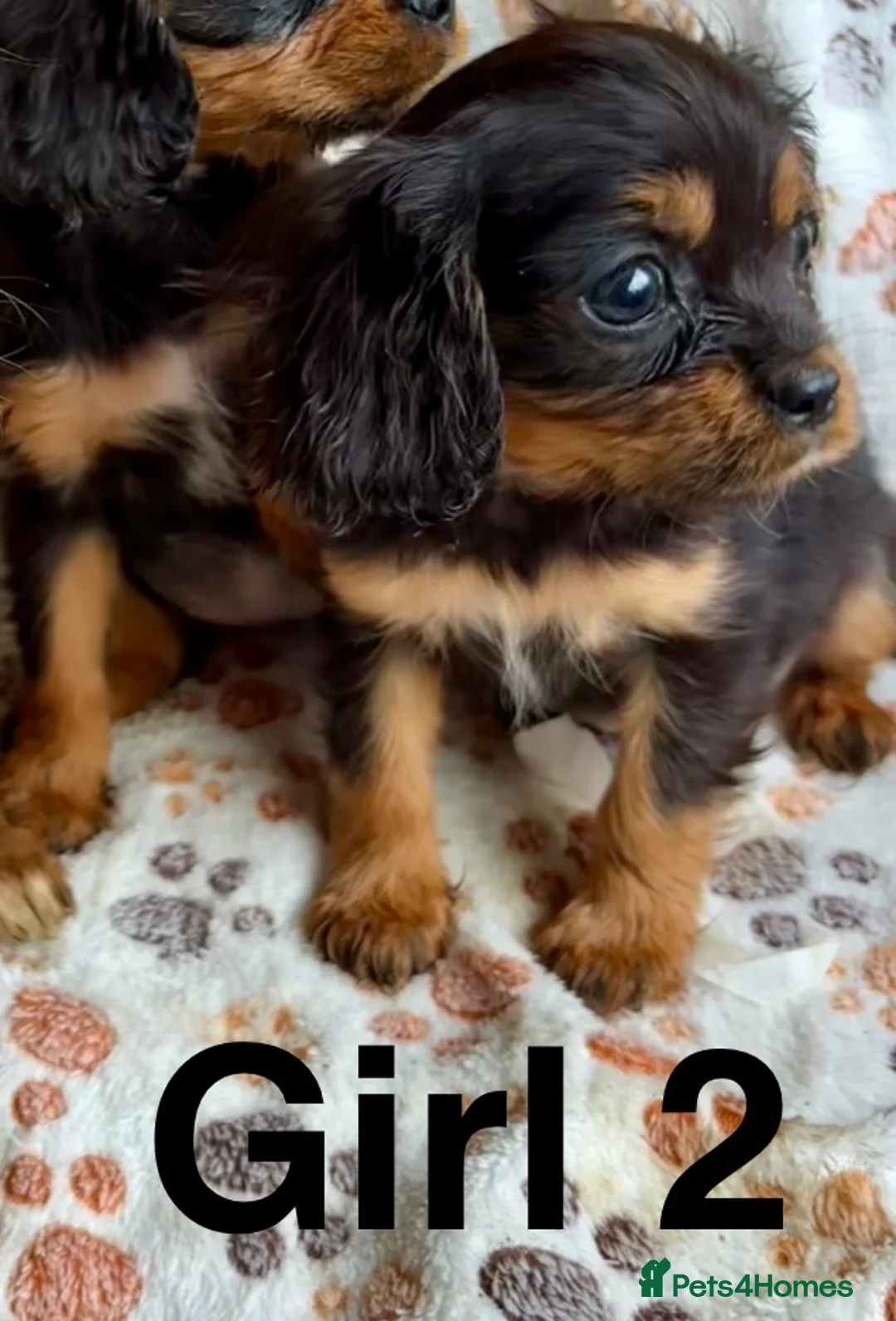 Cavalier King Charles Spaniel dogs for sale: Beautiful puppies looking for forever homes - Advert 15