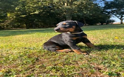 Dobermann dogs for sale: Ready now, Outstanding KC Reg Dobermann puppies - Image 12