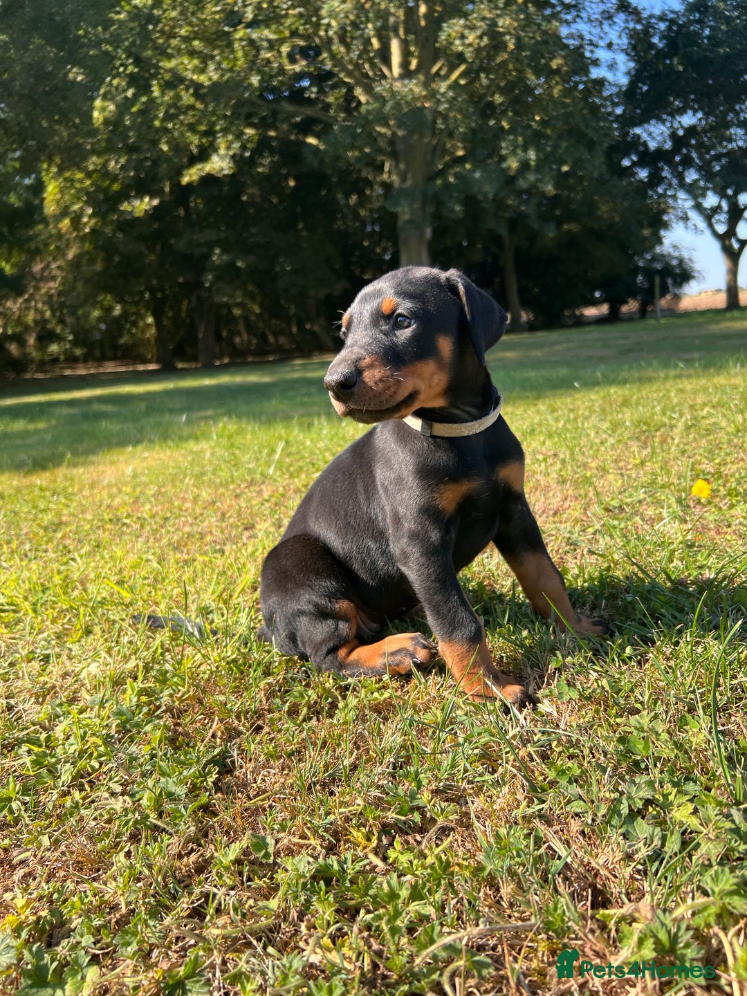 Dobermann dogs for sale: Ready now, Outstanding KC Reg Dobermann puppies - Image 12