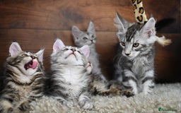 Maine Coon cats for sale: 👑 6 Majestic, health tested Kittens- TICA reg 🧬 - Image 23
