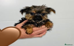 Yorkshire Terrier dogs for sale: Coloured Yorkshire Terrier Puppies  - Image 15