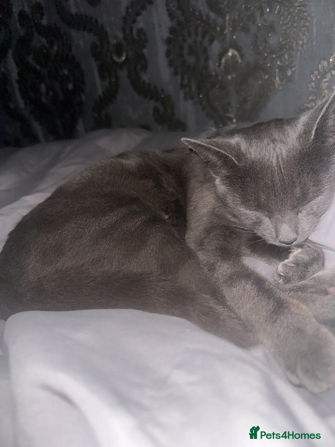 Mixed Breed cats for sale: Two pretty twins - Advert 2