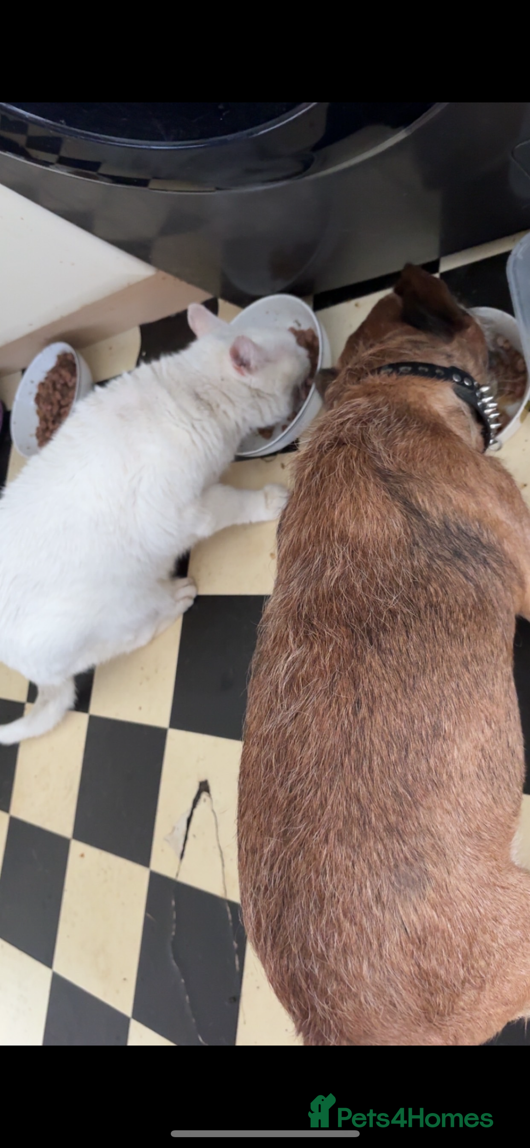Mixed Breed dogs for sale: Terrier x jack russell - Advert 2