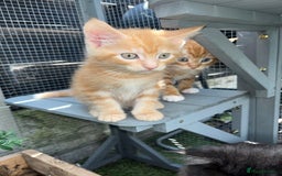 Maine Coon cats for sale: Maine Coon x Domestic Shorthair  - Image 23